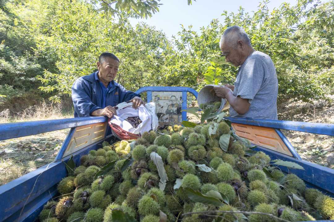 (组图)板栗丰收栗农乐