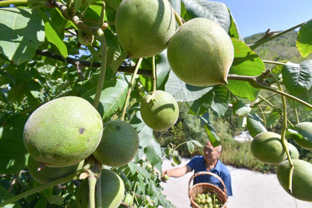 合作社员在迁安市木厂口镇水泉文玩核桃生态园采摘文玩核桃.陈儒摄