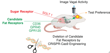 图2：GPR40/GPR120双敲除和CD36/GPR40/GPR120三敲除中脂肪反应的选择性损失。