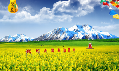 　　▲长安花菜籽油基地