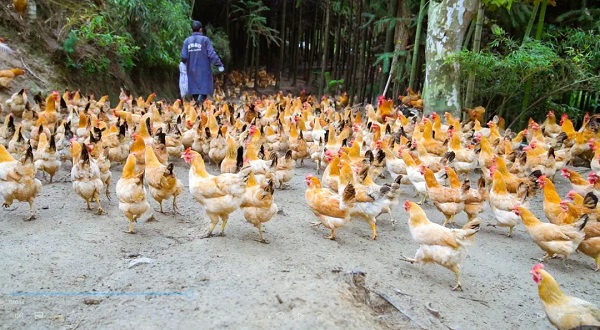 　　杨木旺农场中的鸡