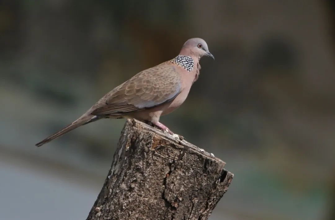 discover shenzhen|the spotted dove 珠颈斑鸠|深圳市_新浪财经_新浪