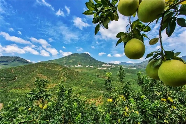 　　福建平和琯溪蜜柚产业带。