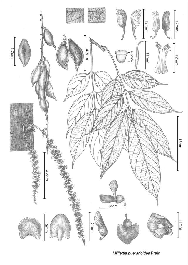 刘运笑画的豆科植物科学画.受访者供图
