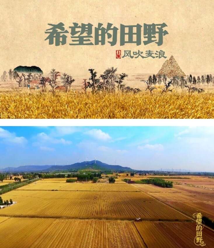 “田野”走进《希望的田野》看齐鲁大地粮油飘香