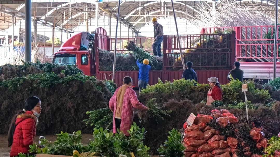 西安市的苗木花卉交易场景