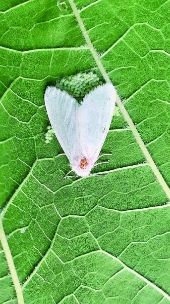 冯德森摄/光明图片寄生蜂控制番茄潜叶蛾幼虫.