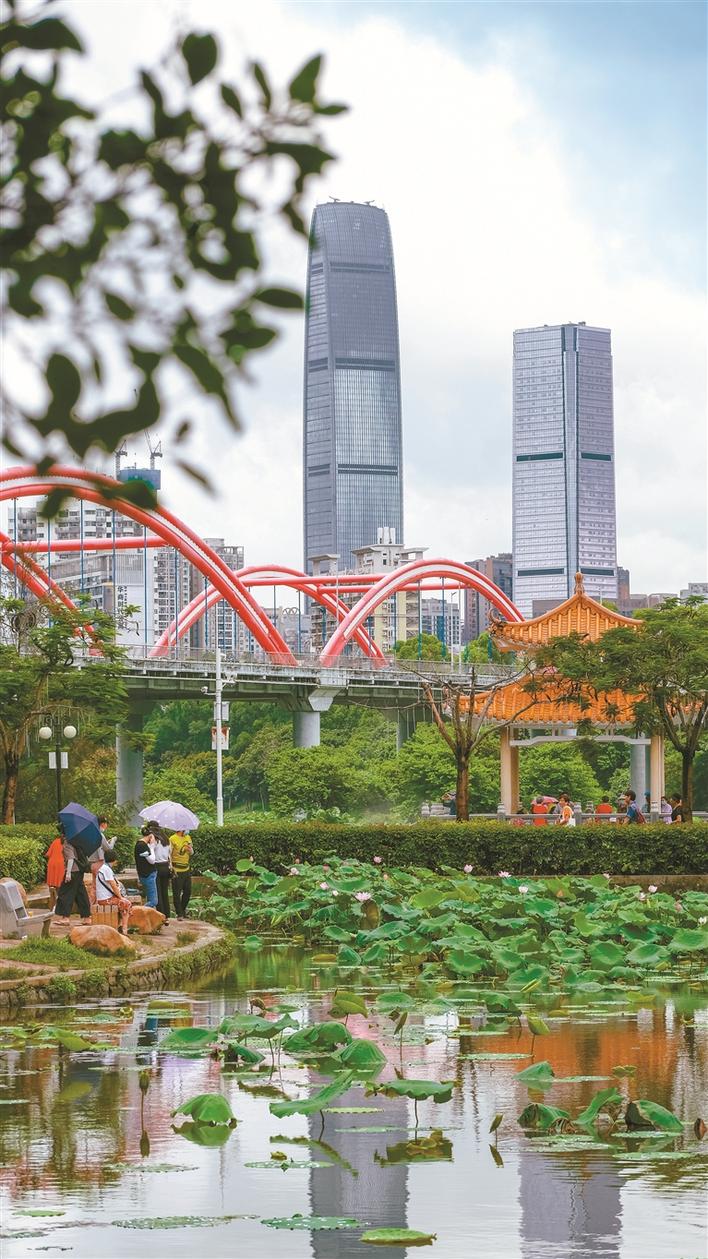 洪湖公园荷花绽放. 深圳晚报记者 宁杰文 摄