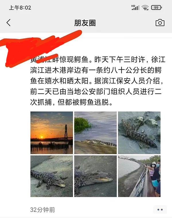 近日，上海黄浦江出现一条鳄鱼引发关注。图源：网传截图