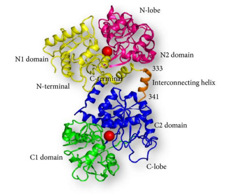 　　乳铁蛋白分子结构