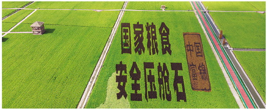 ▲黑龙江佳木斯富锦市万亩水稻公园中的稻田画（2020年8月21日摄）。新华社发（张涛摄）
