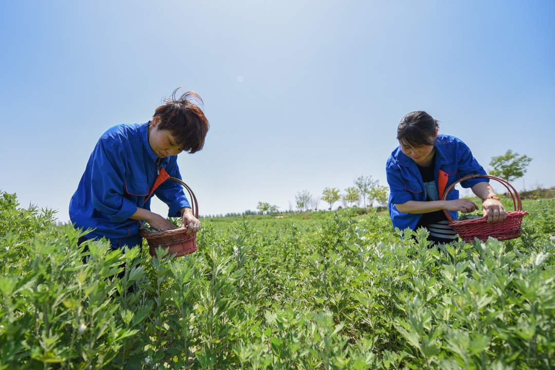 北张庄镇艾草种植基地的村民在采摘艾草.李燊摄