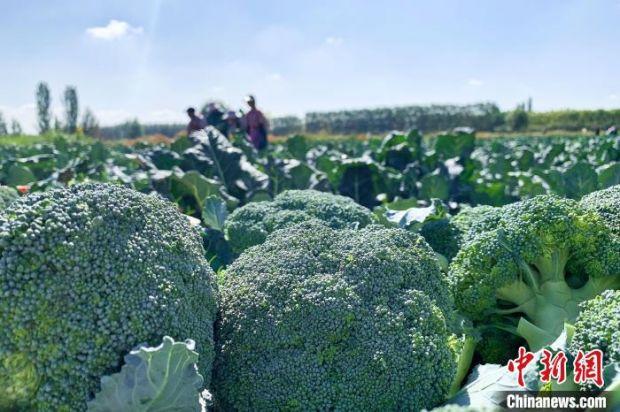 宁夏贺兰一望无际的西兰花种植基地. 李居正 摄