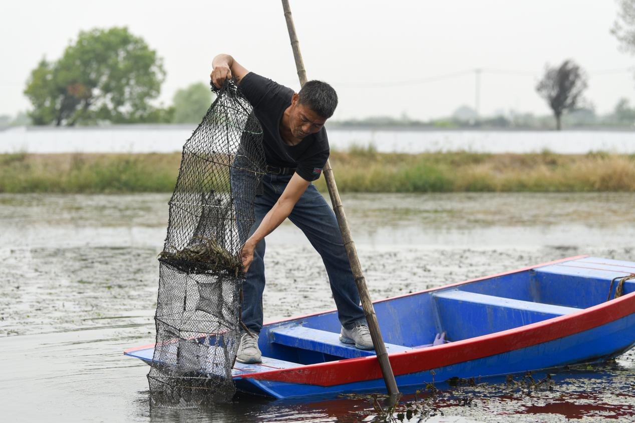 安徽枞阳当地蟹农正在捕捞大闸蟹.黄洋洋 摄