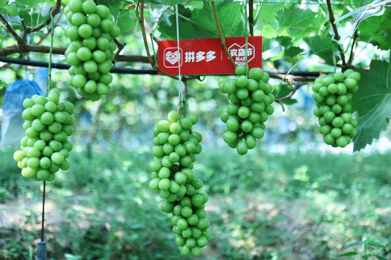 拼多多启动第四届农货节 摄影：吴小川