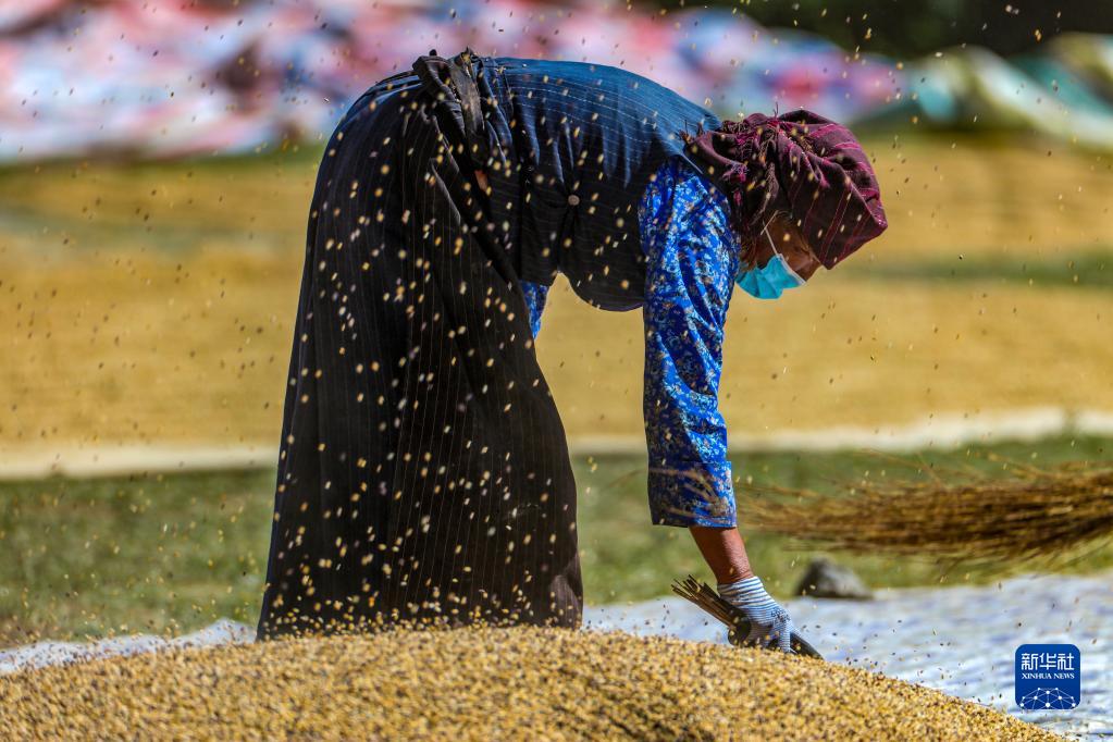 9月21日,拉萨市林周县江热夏乡江夏村的村民在扬场.
