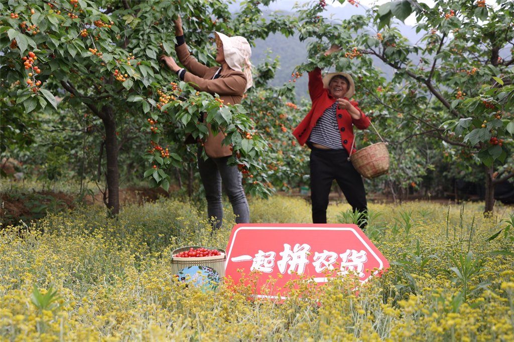 △自拼多多等电商平台走进大凉山，德昌县的樱桃种植户们收入也随之增加了。吴小川 摄