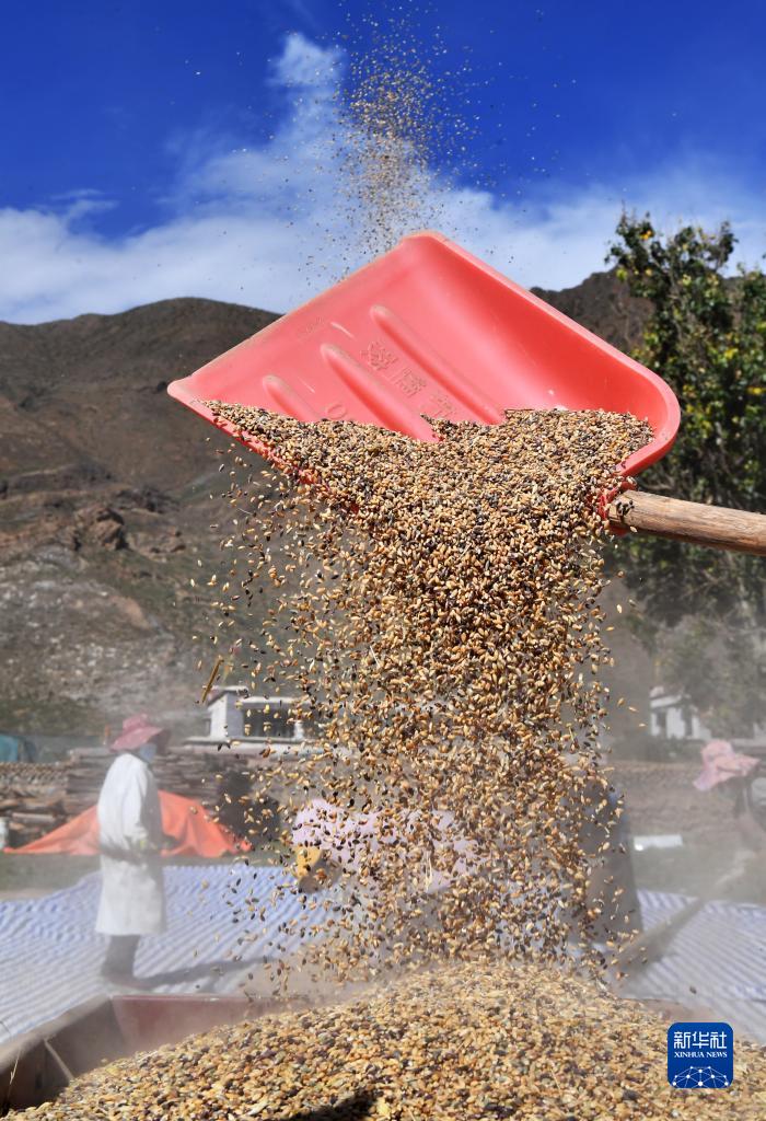 9月21日,拉萨市林周县江热夏乡江夏村的村民在扬场.
