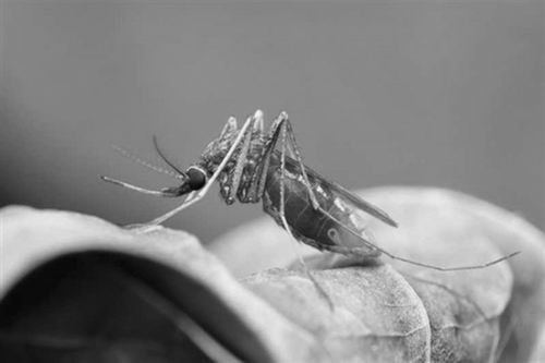 “蚊子”科学家培育出不传播疟疾的蚊子