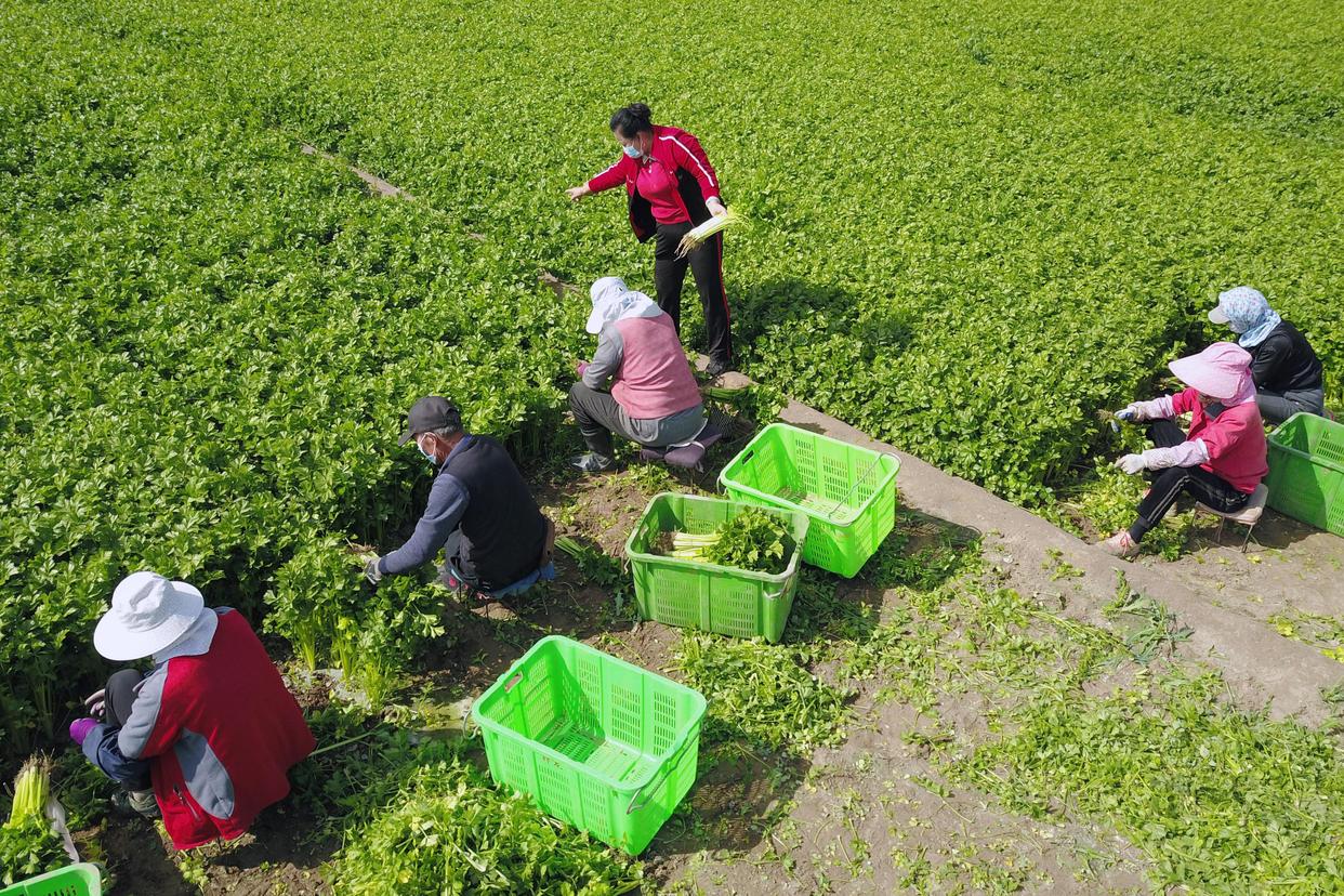 9月20日，在榆中祥龙蔬菜产销专业合作社种植基地，豆俊兰（站立者）在田间忙碌（无人机照片）。新华社记者 范培珅 摄