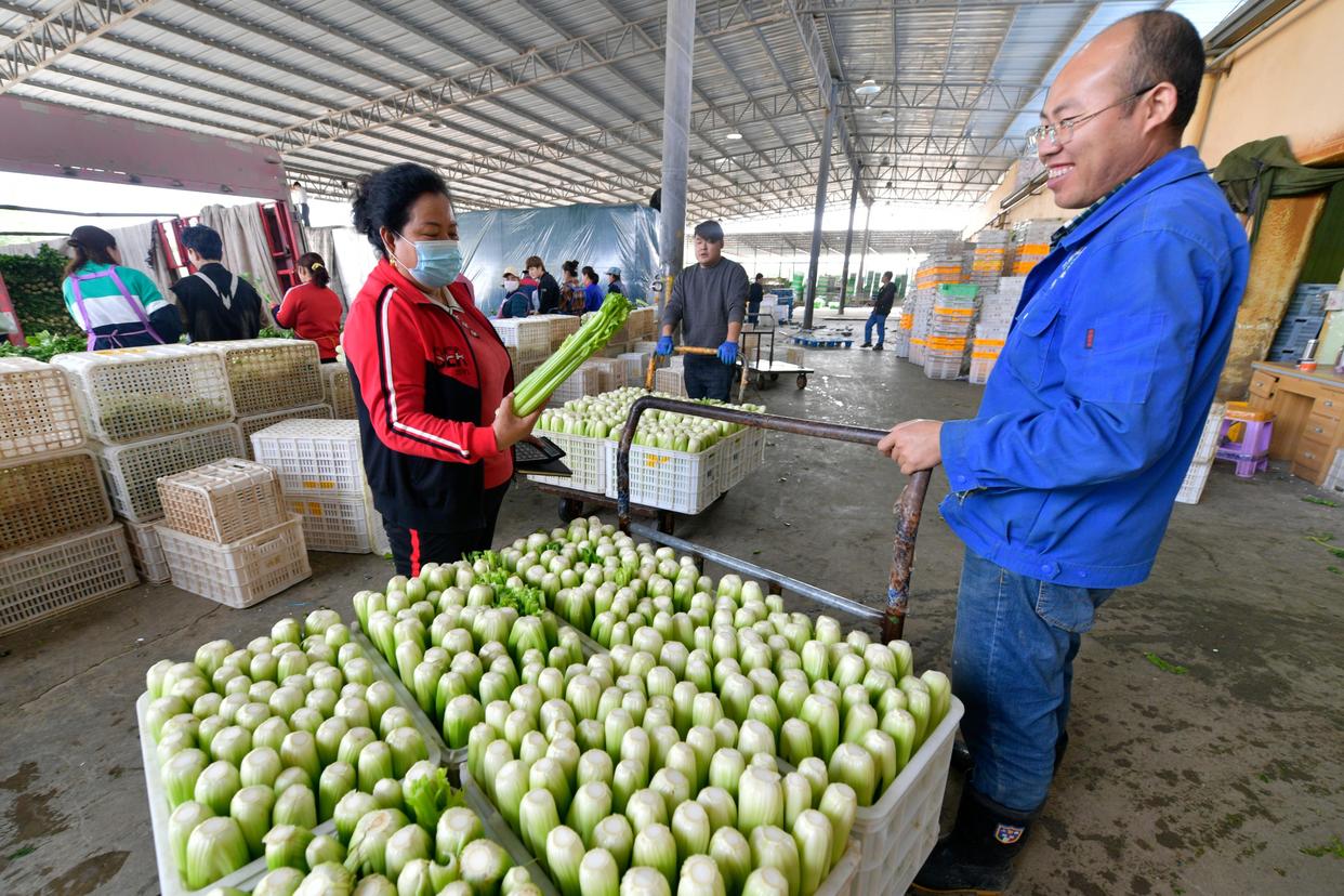 9月21日，在榆中祥龙蔬菜产销专业合作社，豆俊兰（左）查看蔬菜清洗情况。新华社记者 范培珅 摄