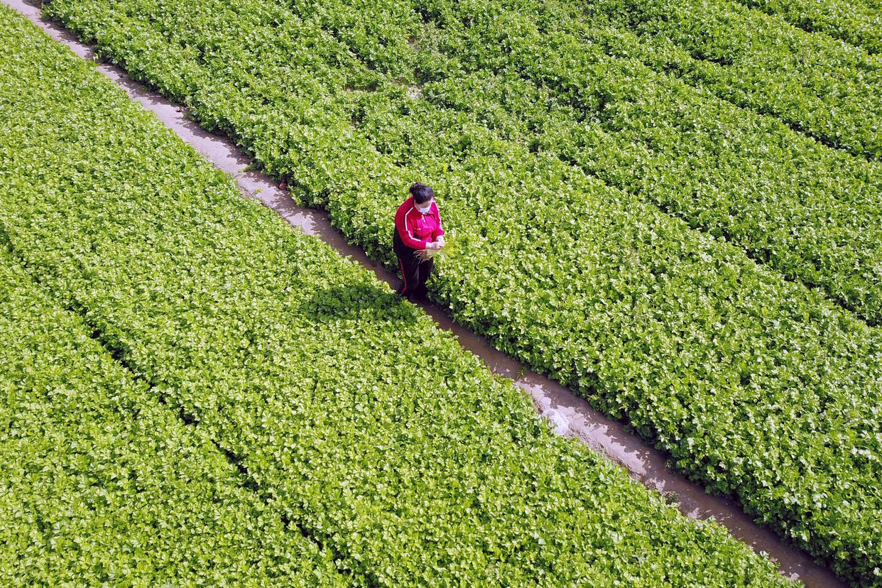 9月20日，在榆中祥龙蔬菜产销专业合作社种植基地，豆俊兰查看芹菜长势（无人机照片）。新华社记者 范培珅 摄