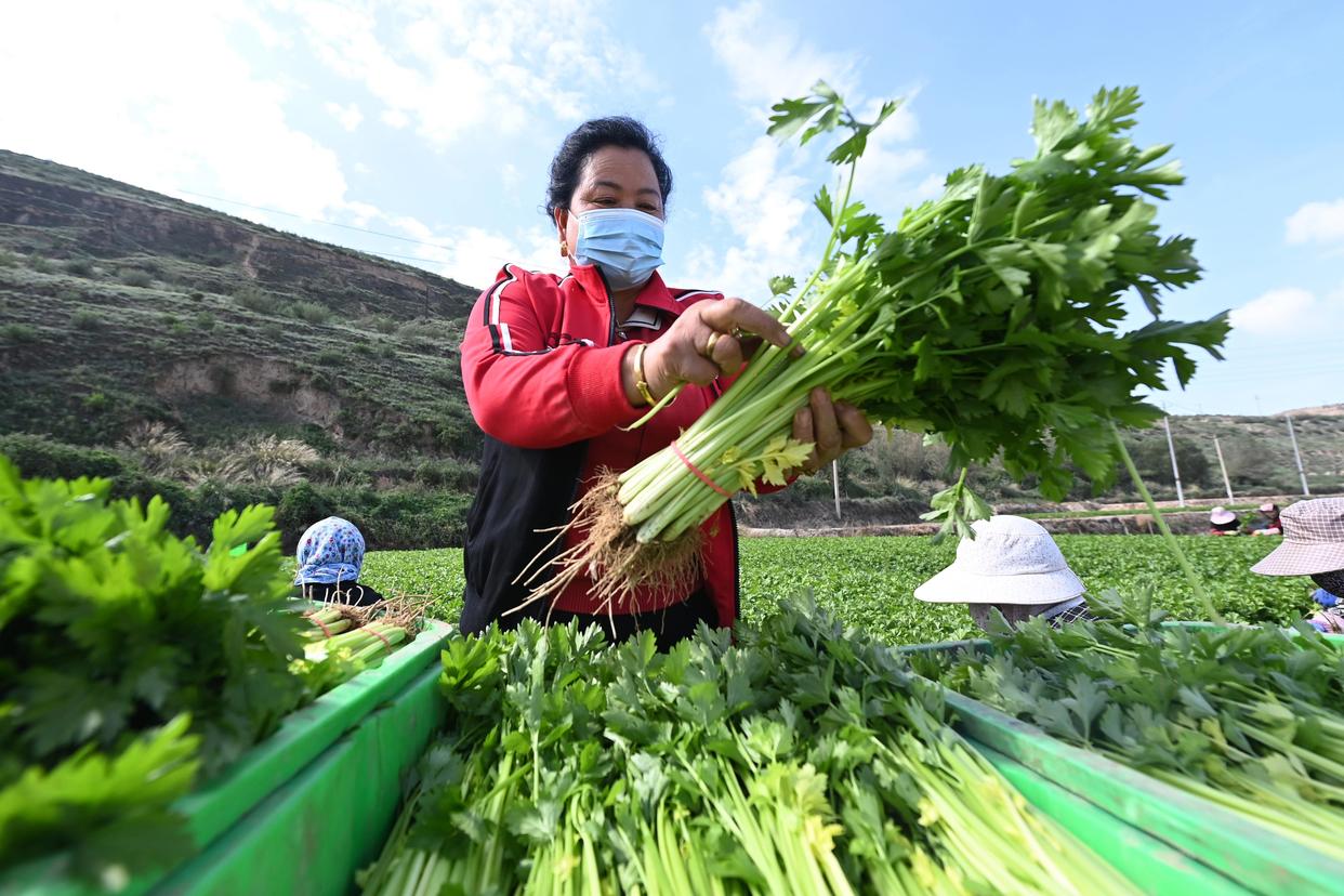 9月20日，在榆中祥龙蔬菜产销专业合作社种植基地，豆俊兰整理采收的芹菜。新华社记者 范培珅 摄