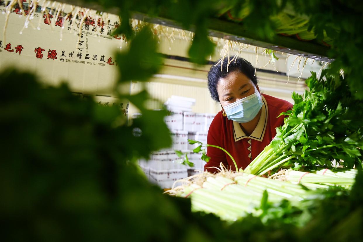 9月20日，在榆中祥龙蔬菜产销专业合作社冷库，豆俊兰查看芹菜降温情况。新华社记者 范培珅 摄