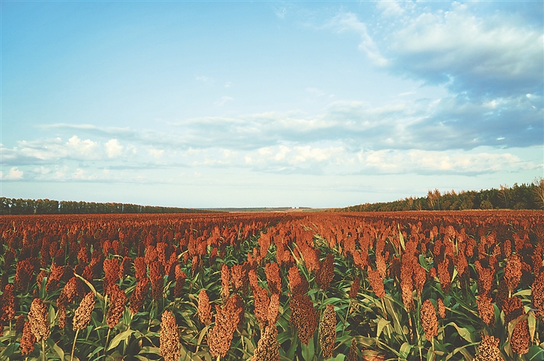 酒用高粱生产基地.任宝吉摄