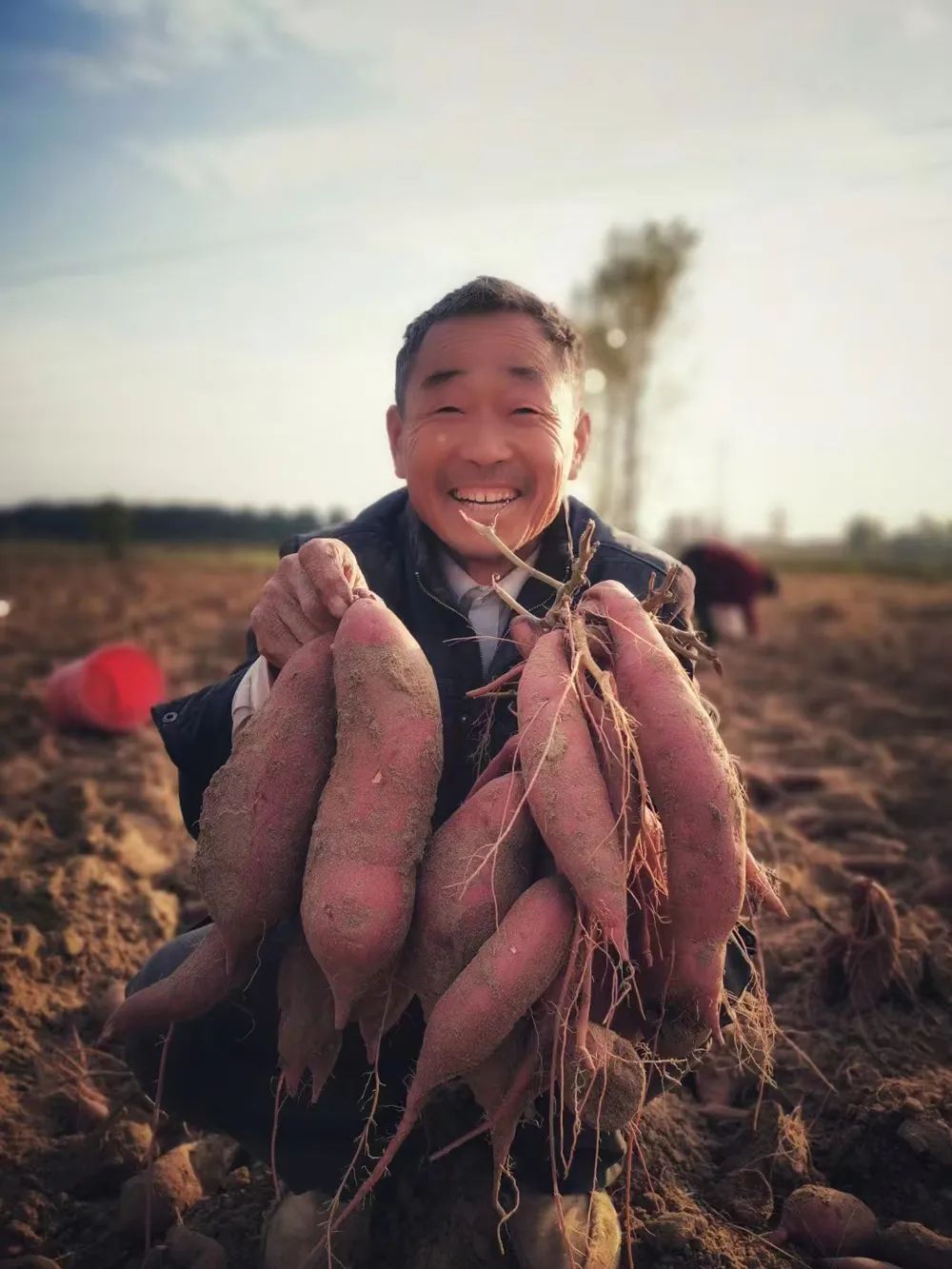 金秋时节,宁陵县"老伯农庄"的沙地红薯喜获丰收.记者 高会鹏 摄