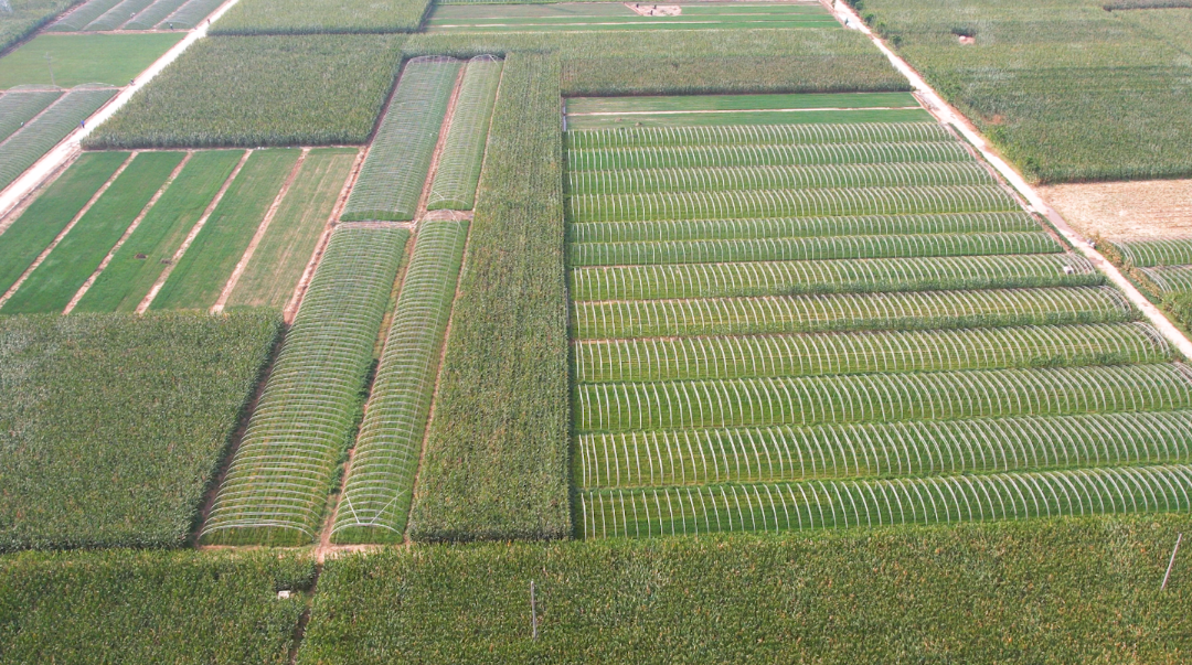 河南卫辉:韭花盛开采收忙|河南省_新浪财经_新浪网