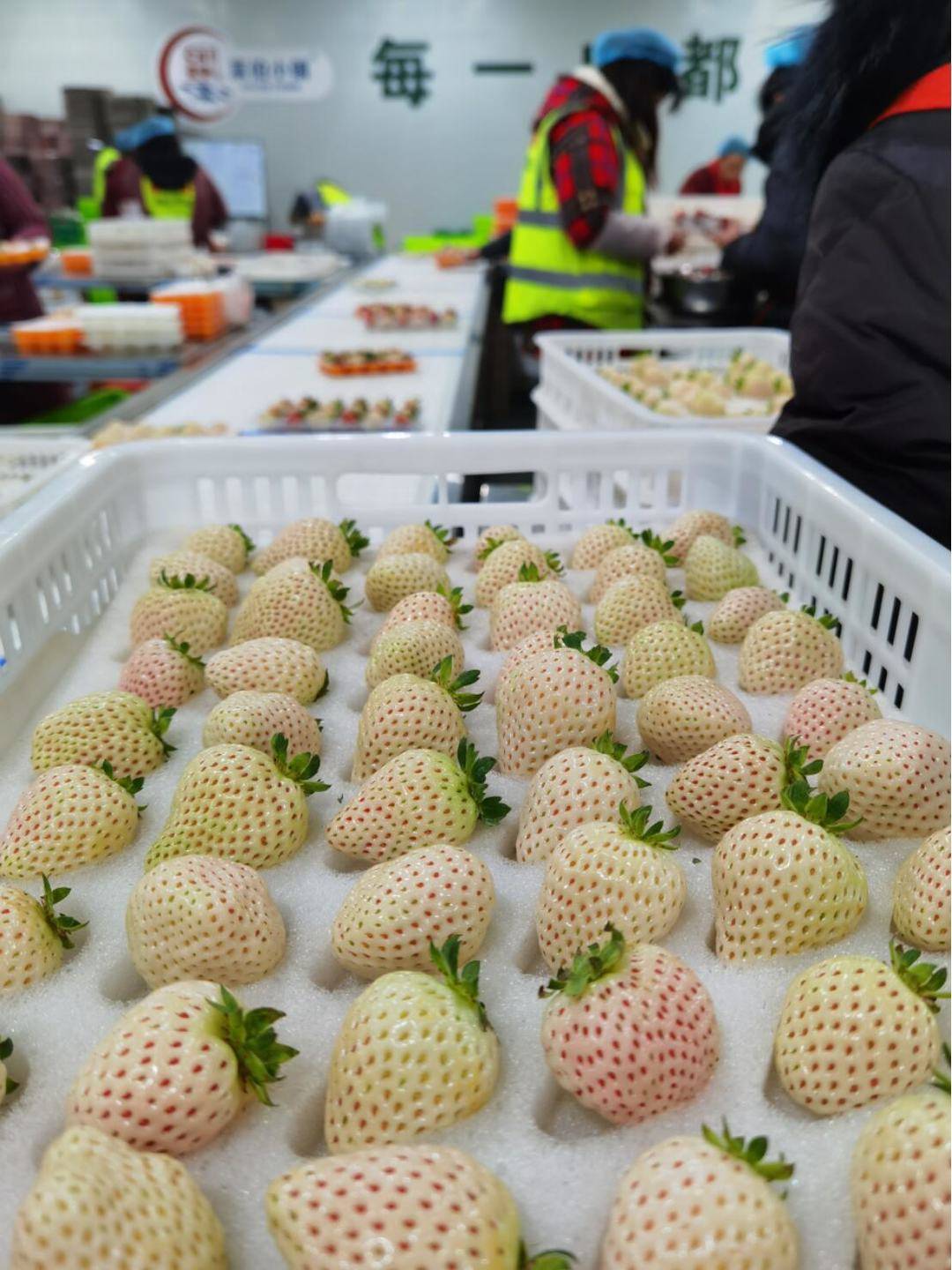 “草莓”丁真家乡的“错季”草莓上架成都生鲜超市 还将走出四川登陆全国市场