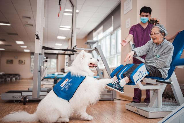 工作中的治疗犬摩摩.受访者供图