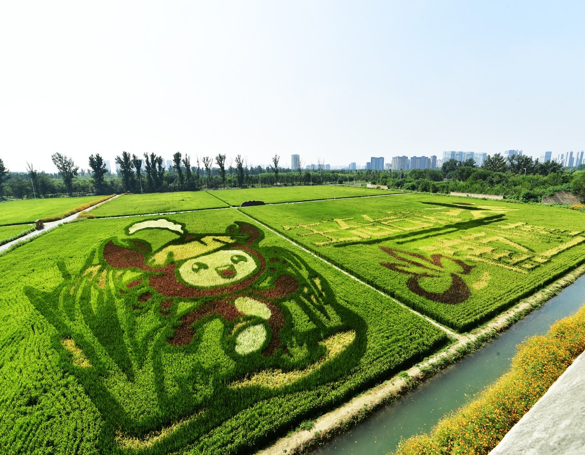 台湖演艺车间稻小蟹艺术农场开园|水稻_新浪财经_新浪网