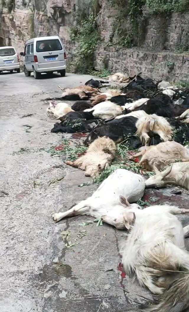 羊主人回应"近百只山羊跳崖":死了18只损失2万余元,官方回应:不涉及第