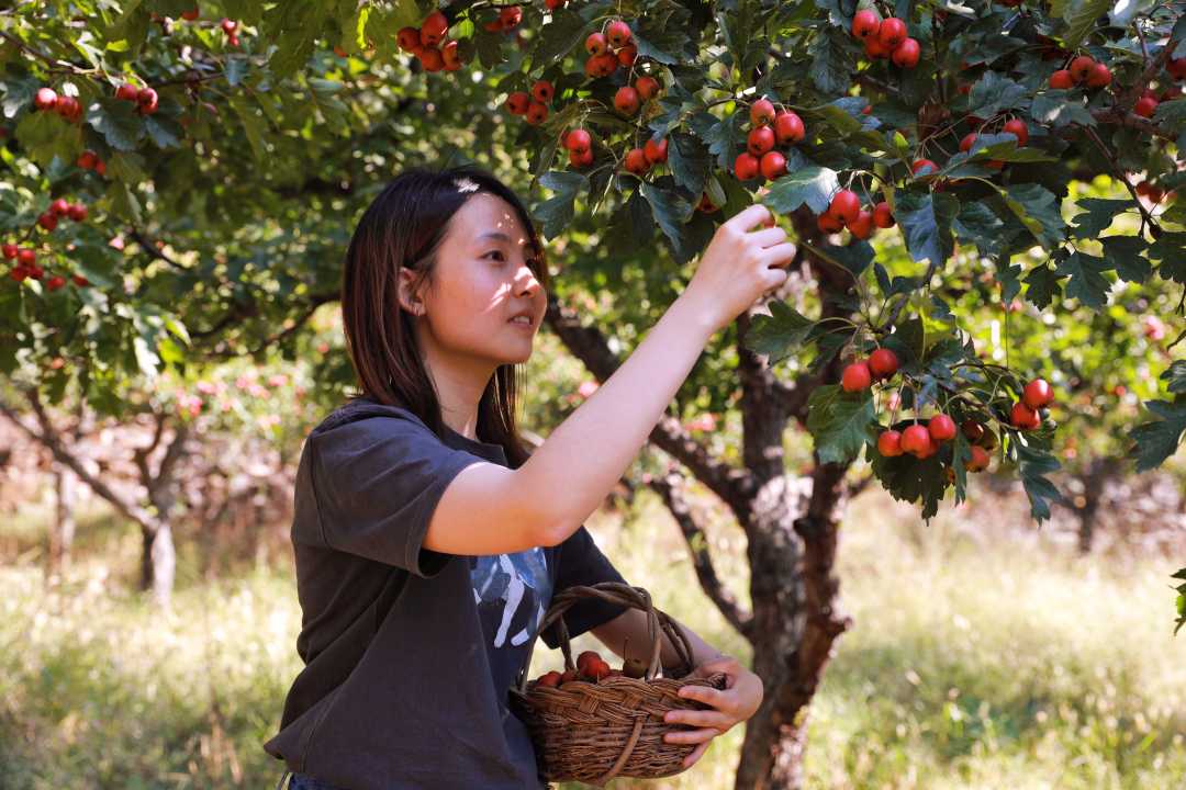 在河南省辉县市南寨镇,游客在采摘山楂.宋江涛&nbsp; 摄