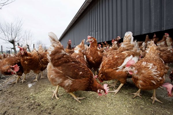 荷兰一养鸡场(欧新社)