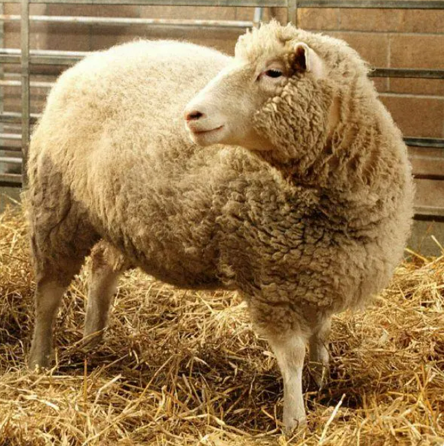 资料图:克隆羊多莉.图/新华社