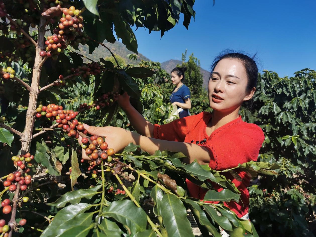 图为保山市咖啡庄园(保山市委宣传部供图)