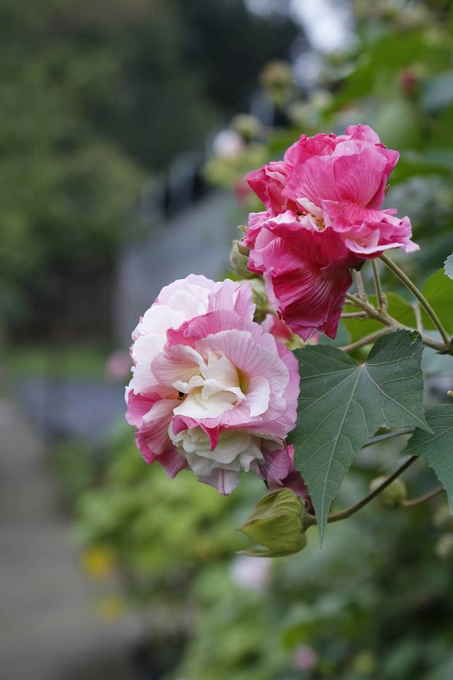 除此之外,虽然成都市植物园已培育出7个芙蓉品种获得国家植物新品种