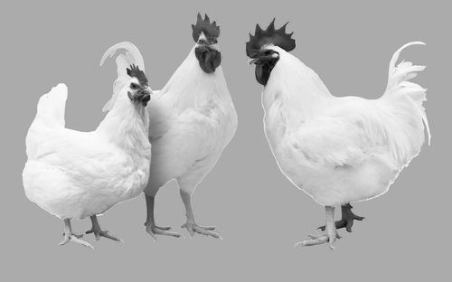 “肉鸡”中国农科院白羽肉鸡研究中心成立
