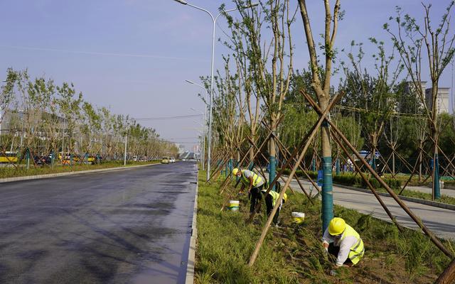 姚家园北街,道路部分主体绿化已初步成景.新京报记者 王飞 摄