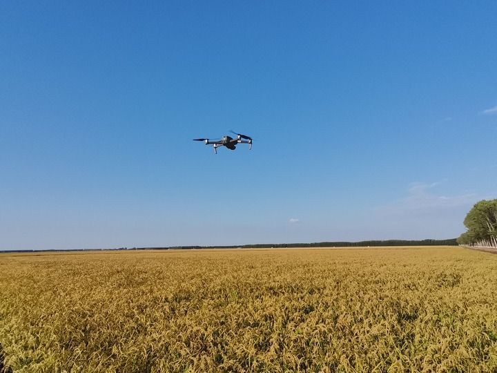 9月8日，航拍无人机在红卫农场有限公司稻田上空进行巡田作业。（受访者供图）