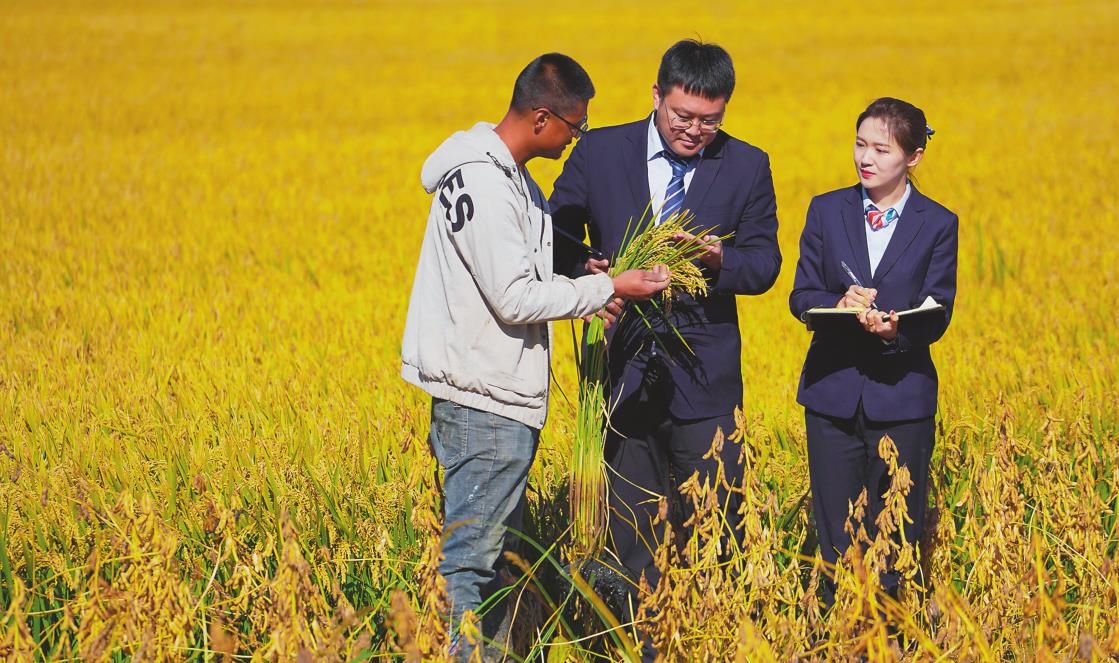 邮储银行辽宁省分行信贷员深入田间地头，了解水稻长势。