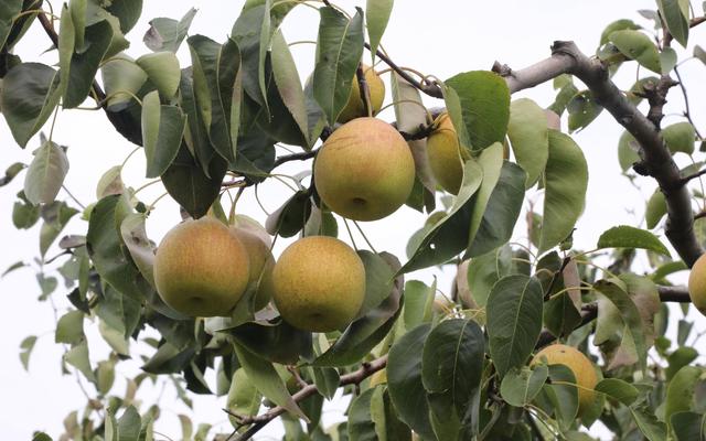 大兴庞各庄万亩古梨文化园内，梨子挂满枝头。受访者供图
