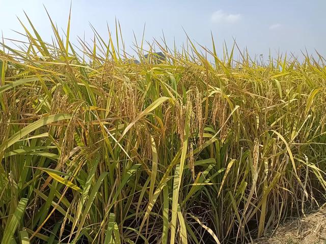 鸣山村等待收割的水稻。受访者供图