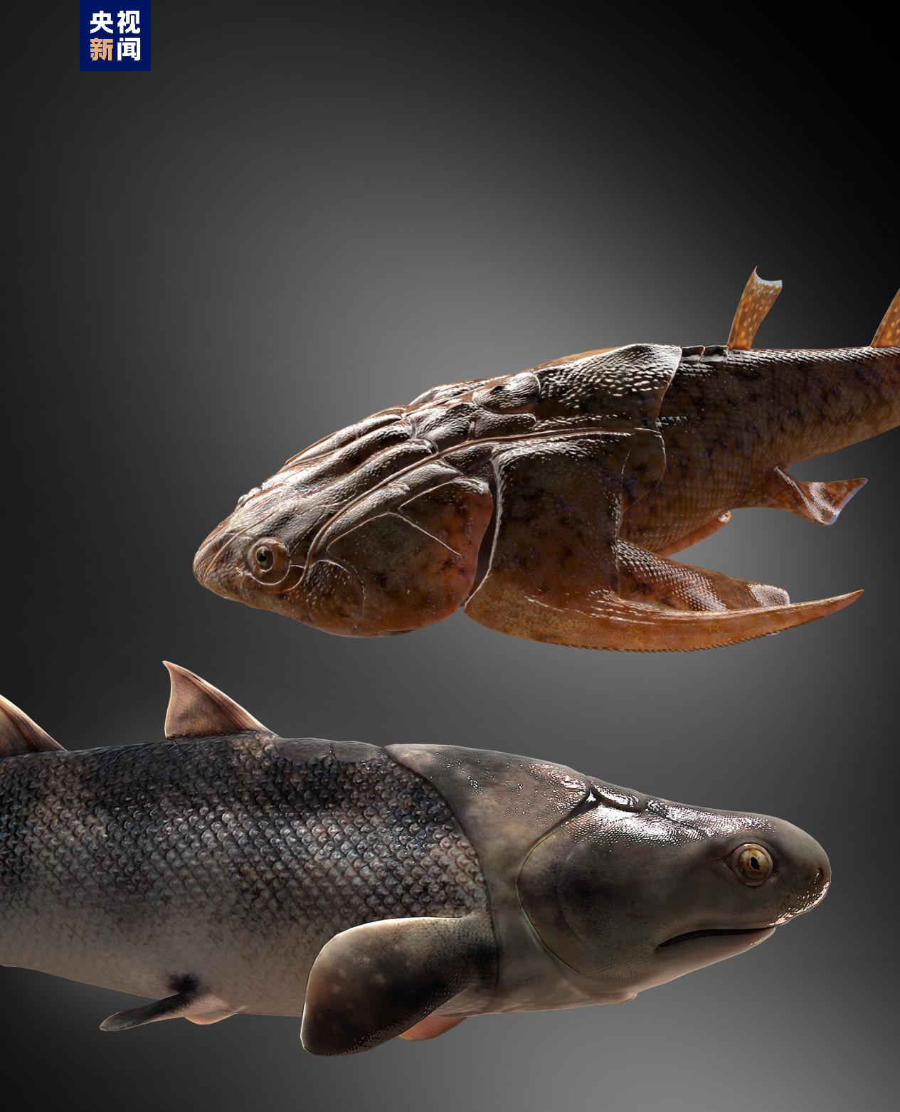 科学探索|“从鱼到人”演化过程长达5亿年左右 化石揭秘人类演化史