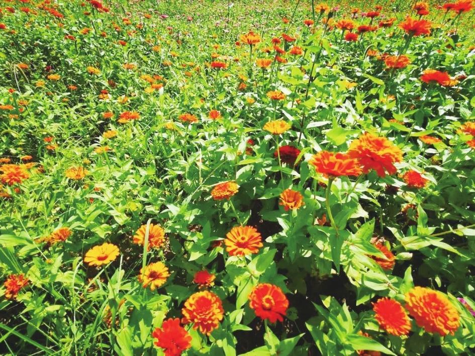 徜徉赵王城千亩花海感受秋天的旖旎风光|花海_新浪财经_新浪网