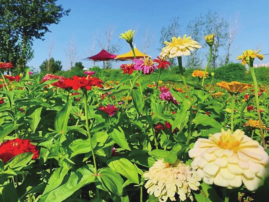徜徉赵王城千亩花海感受秋天的旖旎风光|花海_新浪财经_新浪网