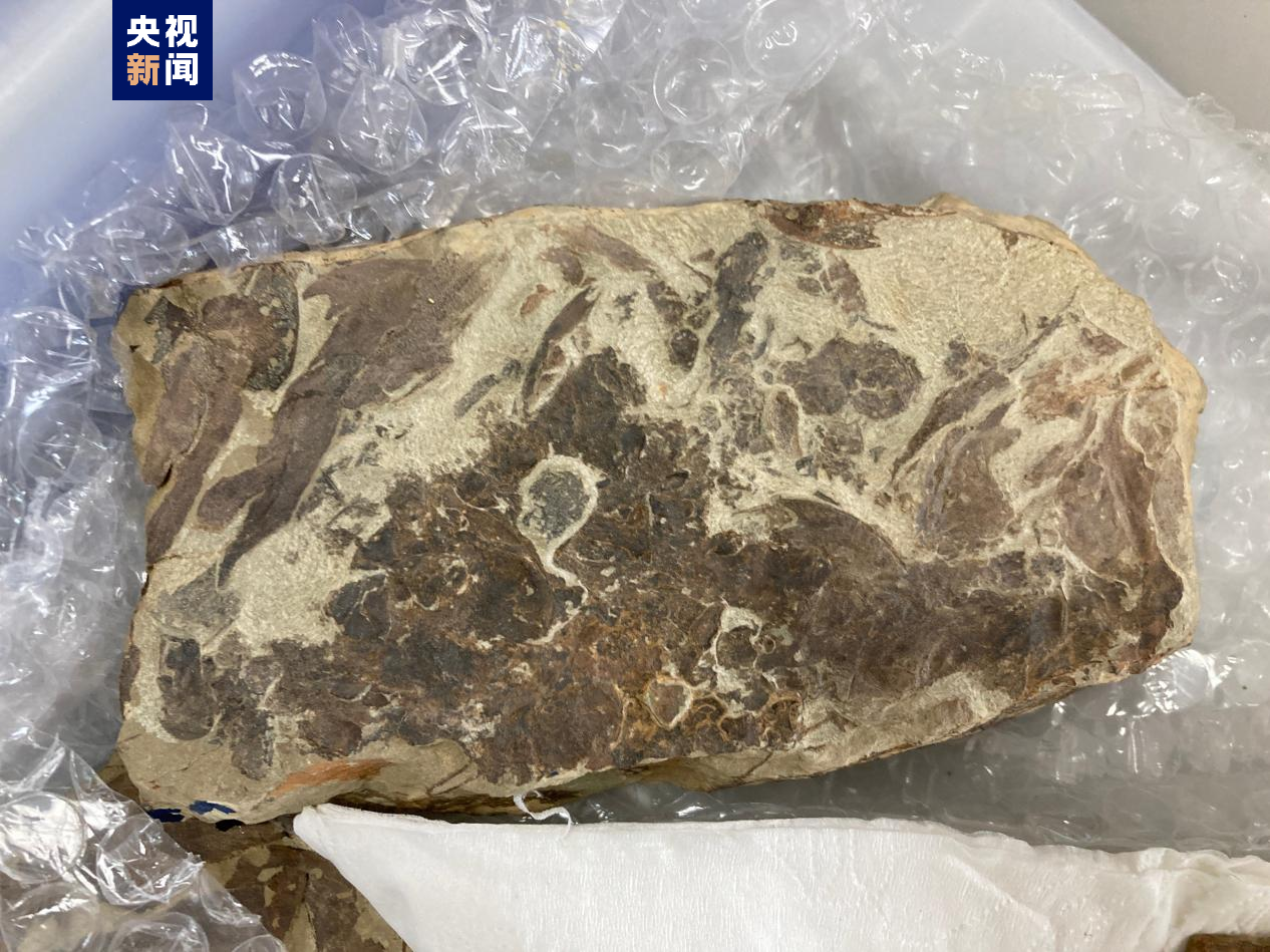 科学探索|“从鱼到人”演化过程长达5亿年左右 化石揭秘人类演化史